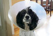 6. Do not wait until your pet has an illness or injury before you buy pet insurance.