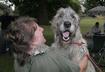 #9 Irish Wolfhound