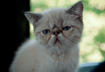 #7 Exotic Shorthair