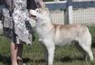 #5 You can skip the puppy stage