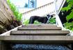 #6 Dog Stairs