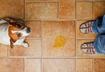 #5 Nontoxic Cleanup for Potty Accidents