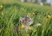 Watch for Unknown Grassy Knolls