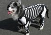 #6 Skeleton Dog 