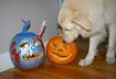 #6 Keep Halloween plants, such as pumpkins and corn, out of reach