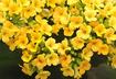 6. Kalanchoe