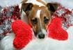 #6 Plush Toys