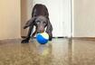 #5 Fetch Tease