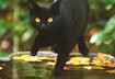 #7 Keep your black cats - or any cats - indoors around Halloween