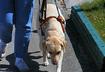 #7 They can still be trained as service dogs