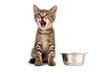7. Cats Need Cat Food
