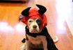 #3 Consider your pet's feelings while costume shopping