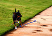 #4 Animal Behaviorists