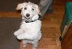 #2 Canine Freestyle Dancing