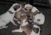Pictures of Newborn Puppies and Kittens