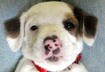 Cute Puppy Pictures # 2