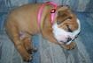 Cute Puppy Pictures # 5 
