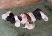 Cute Puppy Pictures # 6