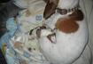 Cute Puppy Pictures # 7