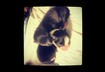 Cute Puppy Pictures #8