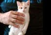 Cute Kitten Picture
