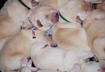 Cute Puppy Pictures # 9