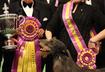 Past Winners of the Westminster Dog Show