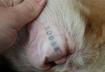 #2 Tattoos