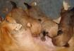 Cute Puppy Pictures # 10