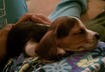 Cute Puppy Pictures #11