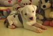 Cute Puppy Pictures #12