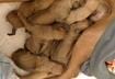 Cute Puppy Pictures #13