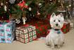 Top Ten Holiday Decorations to Avoid