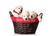 Top Ten Holiday Gifts for Dogs