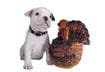 Top Ten Tips for Feeding Pets Thanksgiving Leftovers