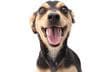 Top Ten Reasons Mutts are Awesome