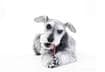 Top Ten Pet Tooth Brushing Tips