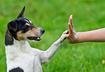 If Your Pet Had Thumbs...