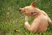 Ten Ways to Stop Ticks from Biting Your Dog