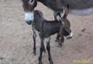 A Foal!