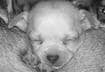 Cute Puppy Pictures #15