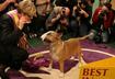 2006 - Rufus aka Rocky Top’s Sundance Kid