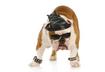 #10 Clothes Can Show Off Your Pet’s Personality