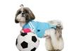 #3 You Can Rep Your Favorite Sports Team Even More