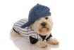 #5 Worst Comes to Worst, the New Outfit Makes a Good Chew Toy