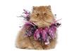 #7 What Pet Wouldn’t Want To Be the Center of Attention?