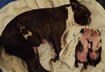 Cute Puppy Pictures #18