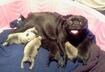 Cute Puppy Pictures #21