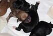 Cute Puppy Pictures #22