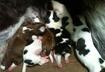 Cute Puppy Pictures #23
